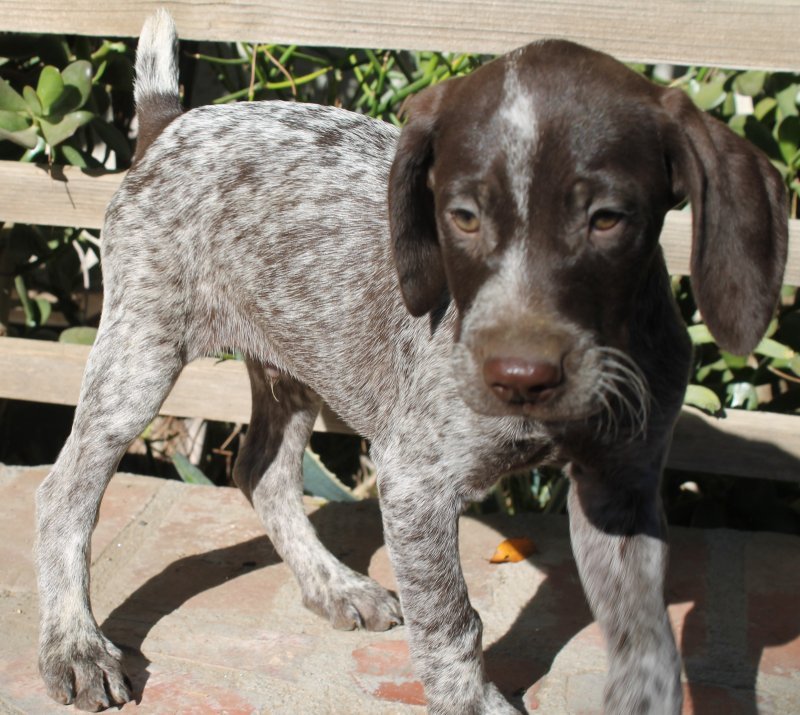 AKC Registered German Shorthair Pointer Puppies