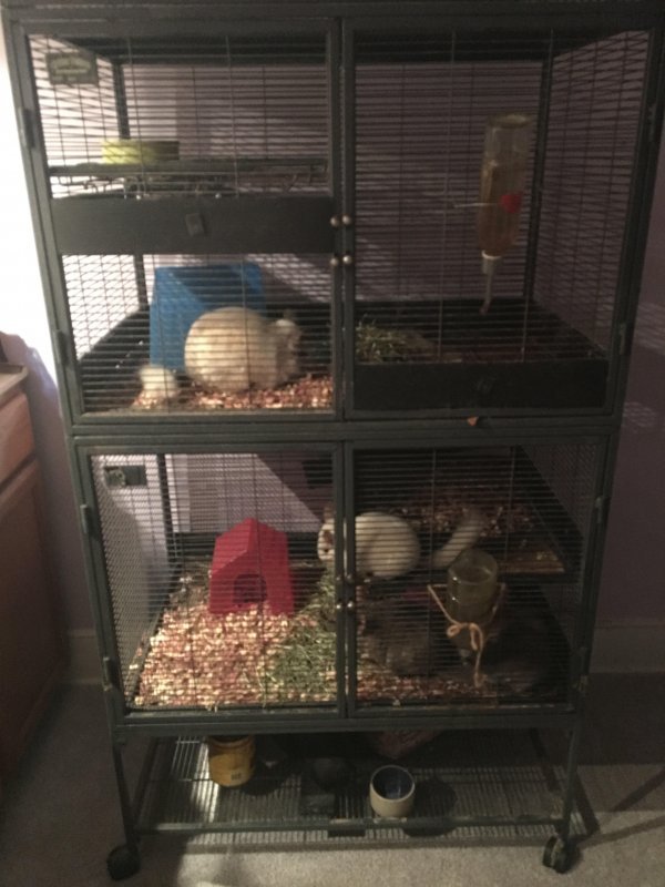 chinchilla.jpg