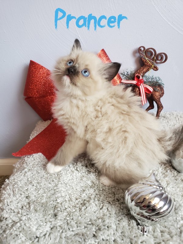 Prancer - Boy (2).jpg
