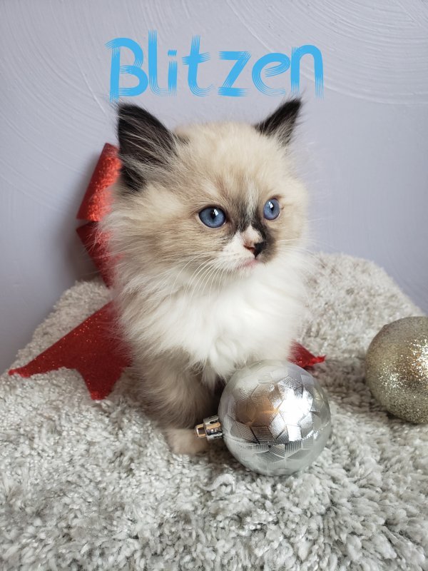 Blitzen - BOY (1).jpg