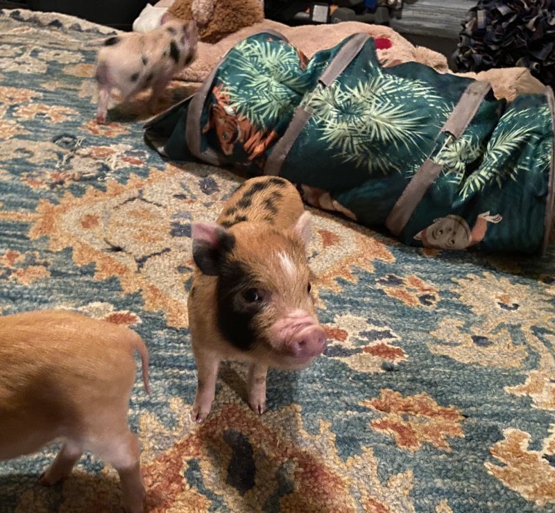 Available Piglets! Registered American Mini Pigs for Sale