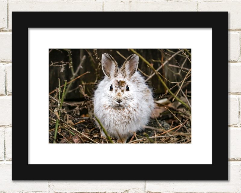 rabbit-frame.jpg