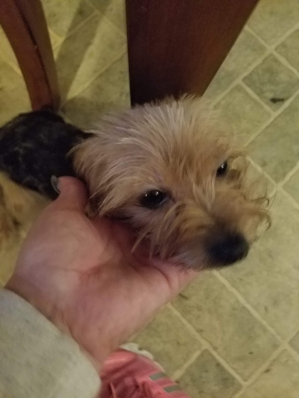 male yorkie 2.jpg