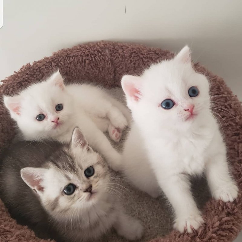 Scottish Straight Kittens for Sale