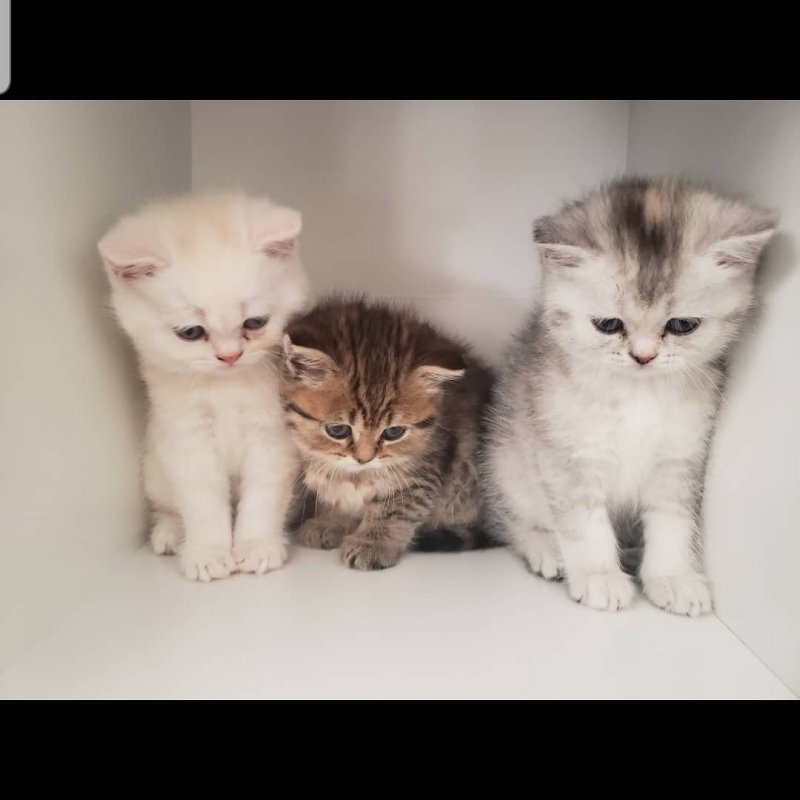 Scottish Straight Kittens for Sale