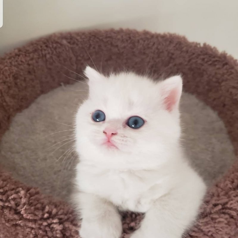 Scottish Straight Kittens for Sale
