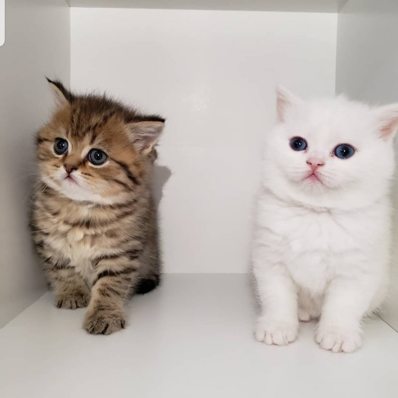 Scottish Straight Kittens for Sale