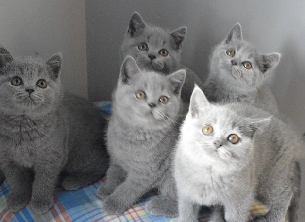 BHS Kitten9.jpg
