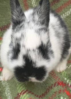 baby bun.PNG