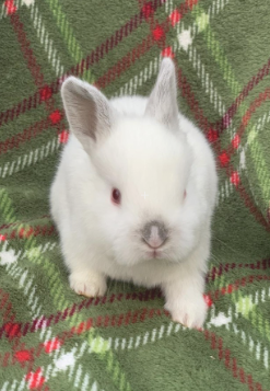 baby.PNG