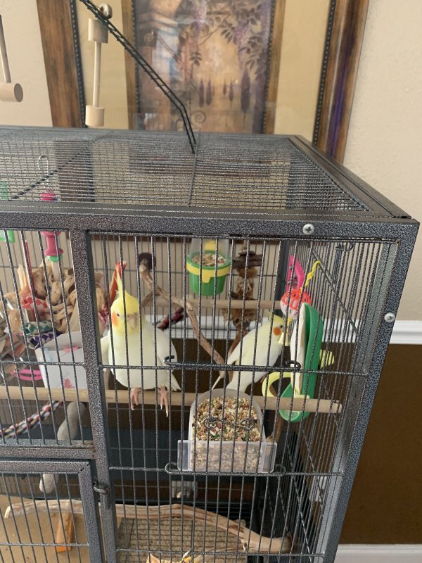 Free Pair of Cockatiels to a Good Home