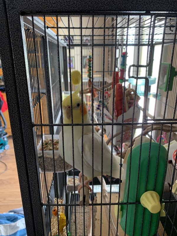 saluki free to good home