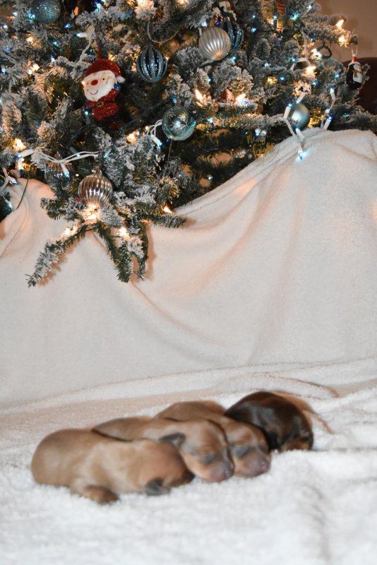 Miniature Dachshund Puppies for Sale Near Wilmington, NC