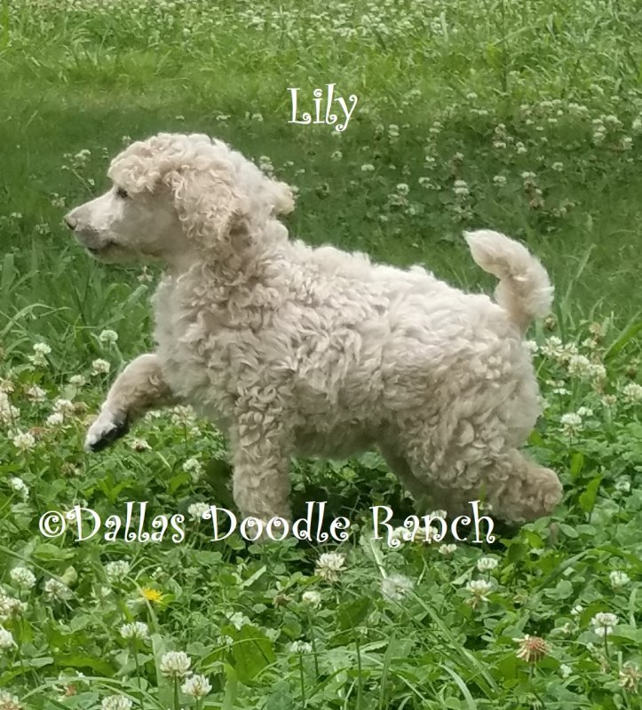 Lily.jpg