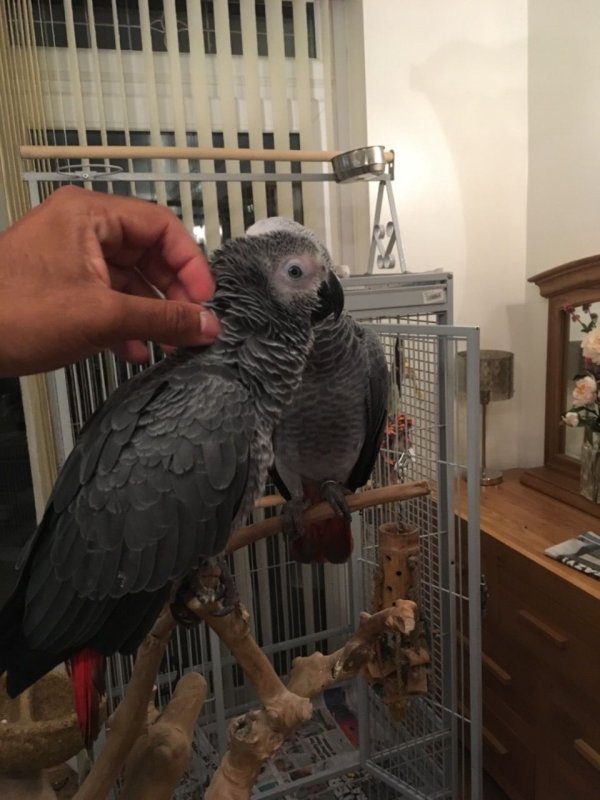 baby-super-silly-cuddly-tame-african-grey-5ddef71231545.jpg