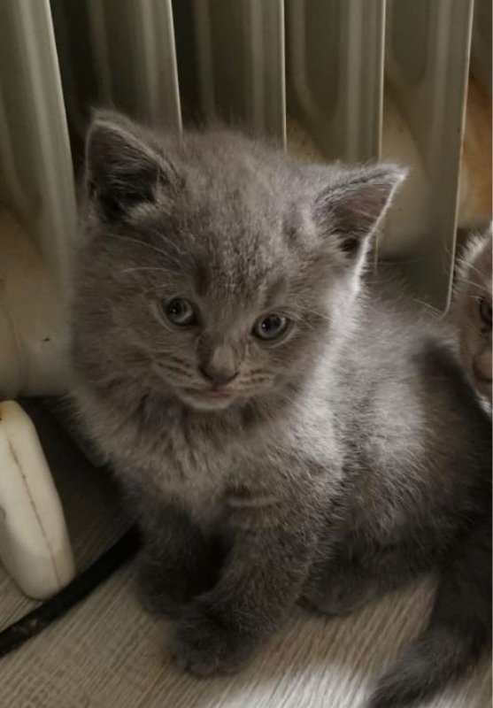 stunning-british-shorthair-kittens-for-sale-5dc0ab8a9b8da.jpg
