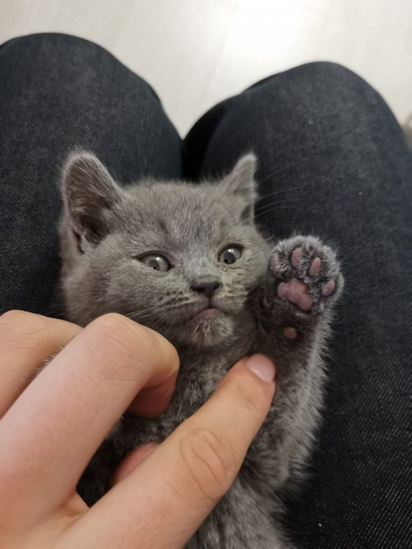 stunning-british-shorthair-kittens-for-sale-5dc0ab8a2364f.jpg