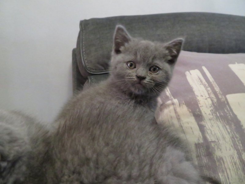 stunning-british-shorthair-kittens-for-sale-5dc0ab8781f80.jpg