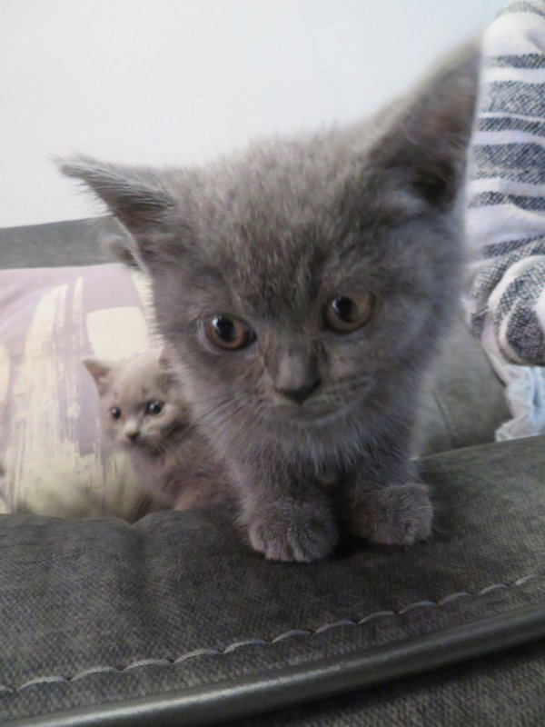stunning-british-shorthair-kittens-for-sale-5dc0ab88990f2.jpg