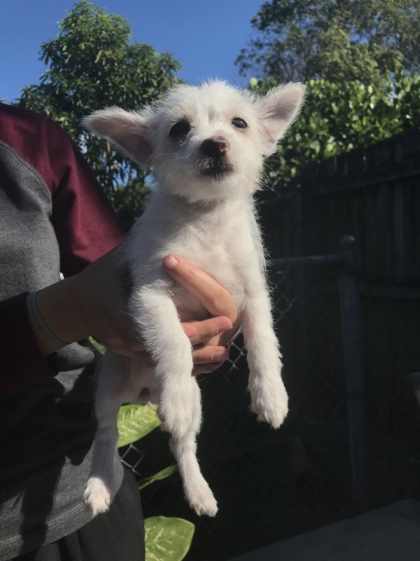 Jack Russell Terrier/Maltese Mix Puppies for Sale