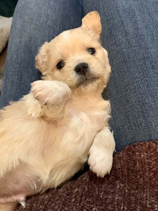 what mix is a teddy bear puppy