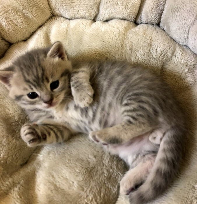 Kitten_Male_3.jpg