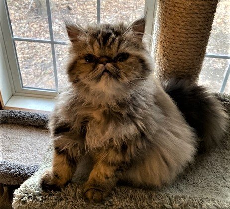 Persian1.jpg