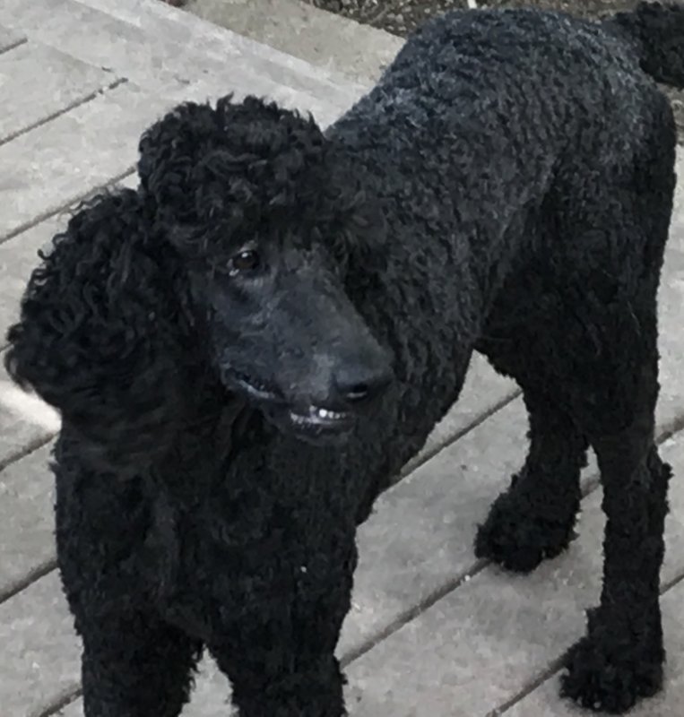 Poodle for Sale Near Nashville, Tennessee
