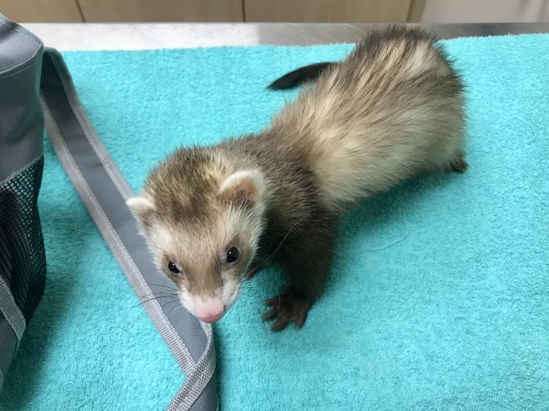 1 Year Old Ferret for Sale! 1 Year Old Ferret for Sale!