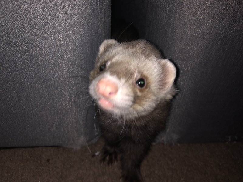 1 Year Old Ferret for Sale! 1 Year Old Ferret for Sale!