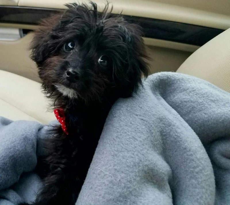 Sweet Playful Yorkie for Sale in Raleigh, NC
