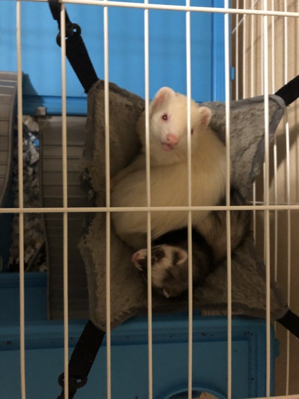 Ferret 1.JPG