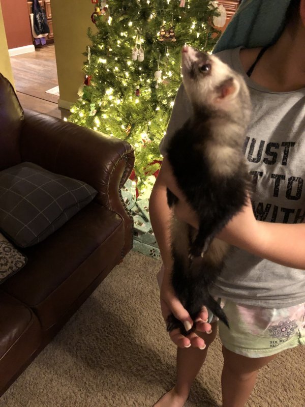 Ferret 2.jpg