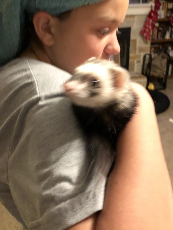 Ferret 3.jpg