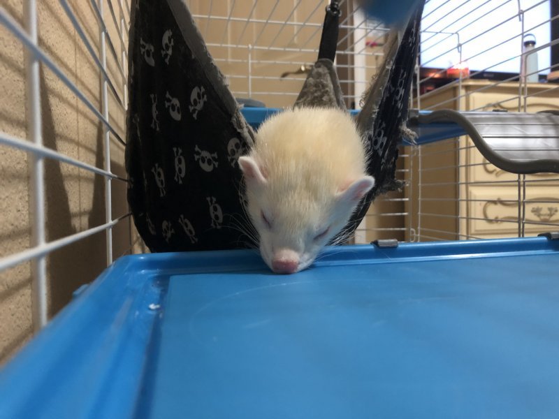 Ferret 4.JPG