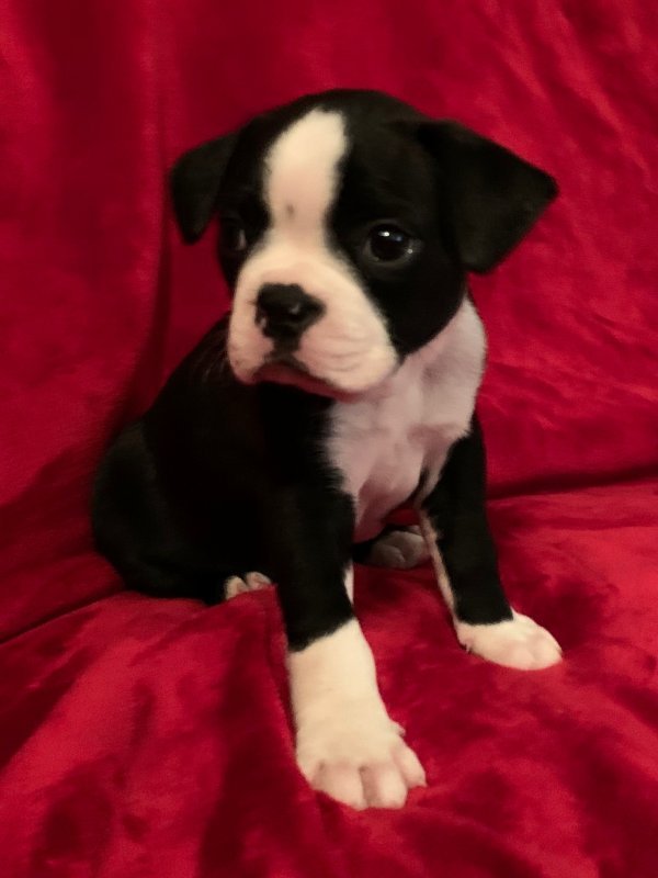 Boston Terrier Puppies for Sale in Florida