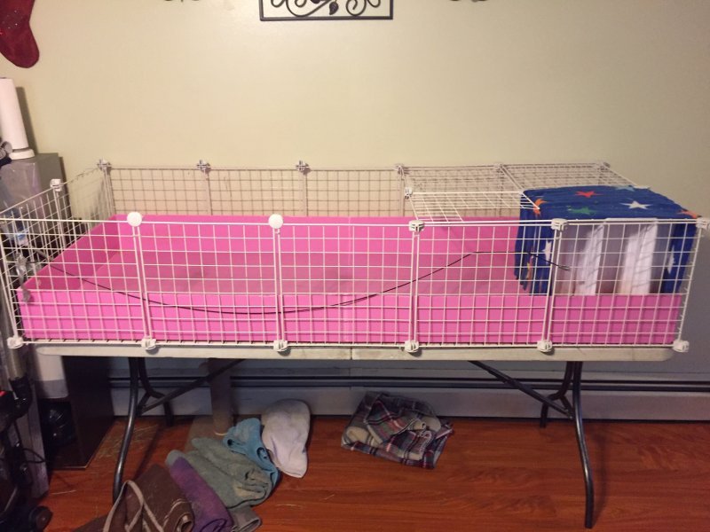 cage 1.JPG