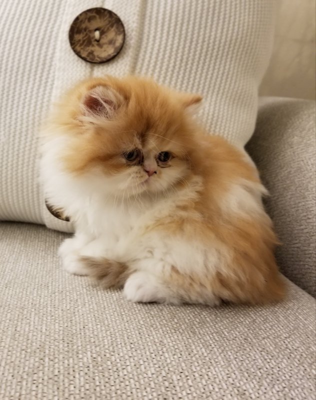 Persian Kittens for Sale in Virginia