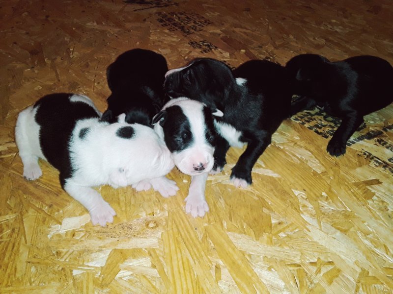 Border Collie/Great Pyrenees Mix Puppies
