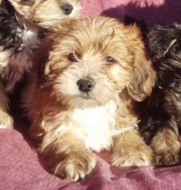 YorkieChon Puppy in Upper Marlboro, Maryland