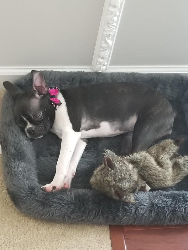 bella.jpg