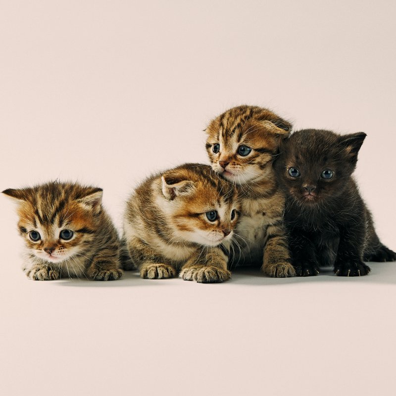 Scottish Fold Kittens & Munchkin Kittens in Portland, Oregon
