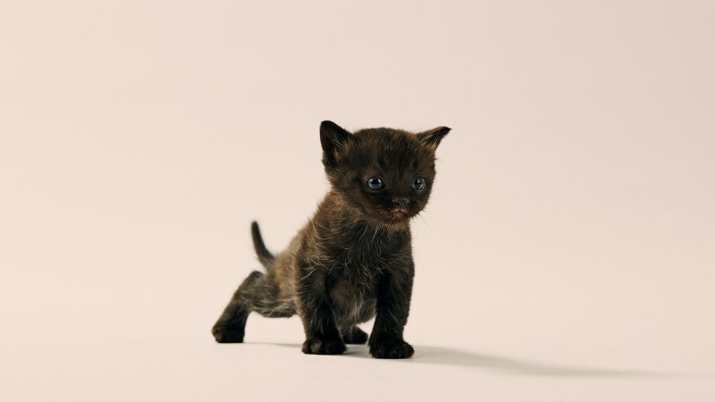 Joey_miniFolds_Litter_no127024_C.jpg