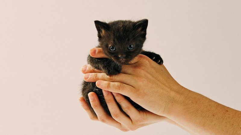 Joey_miniFolds_Litter_no127109_C.jpg
