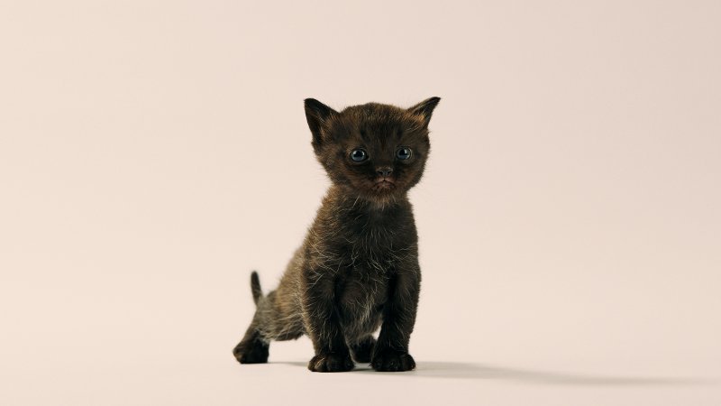 Joey_miniFolds_Litter_no127032_C.jpg