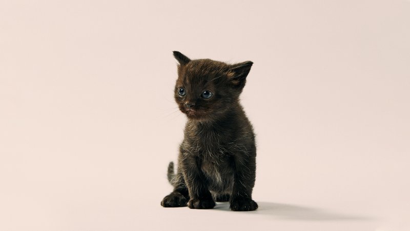 Joey_miniFolds_Litter_no127025_C_2.jpg