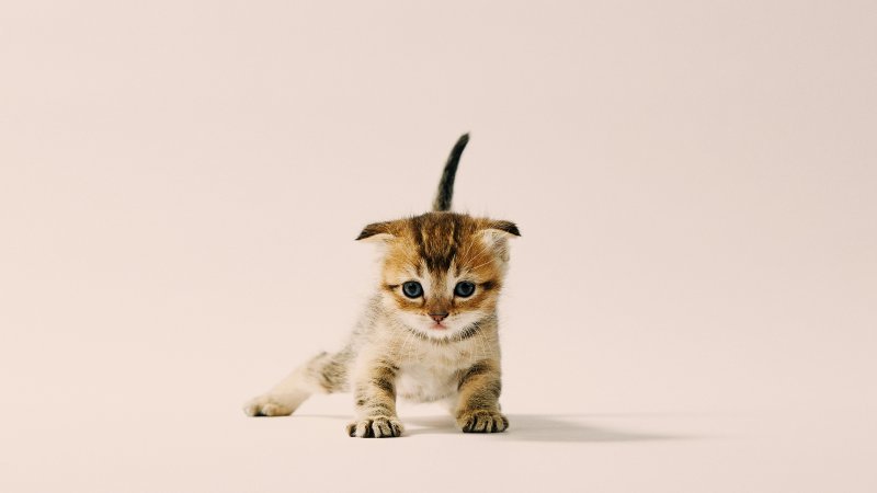 Chandler_miniFolds_Litter_no127084_C.jpg
