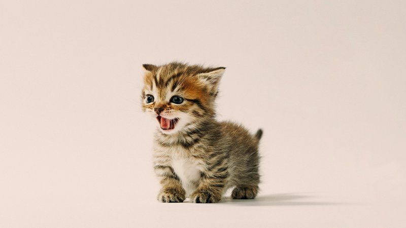 Phoebe_miniFolds_Litter_no127043_C.jpg
