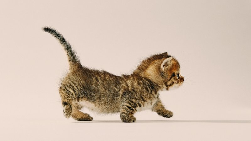 Phoebe_miniFolds_Litter_no127059_C.jpg