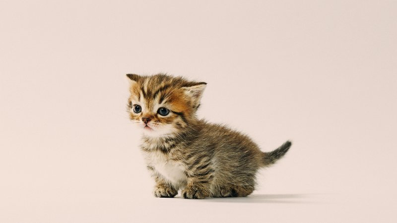 Phoebe_miniFolds_Litter_no127039_C.jpg
